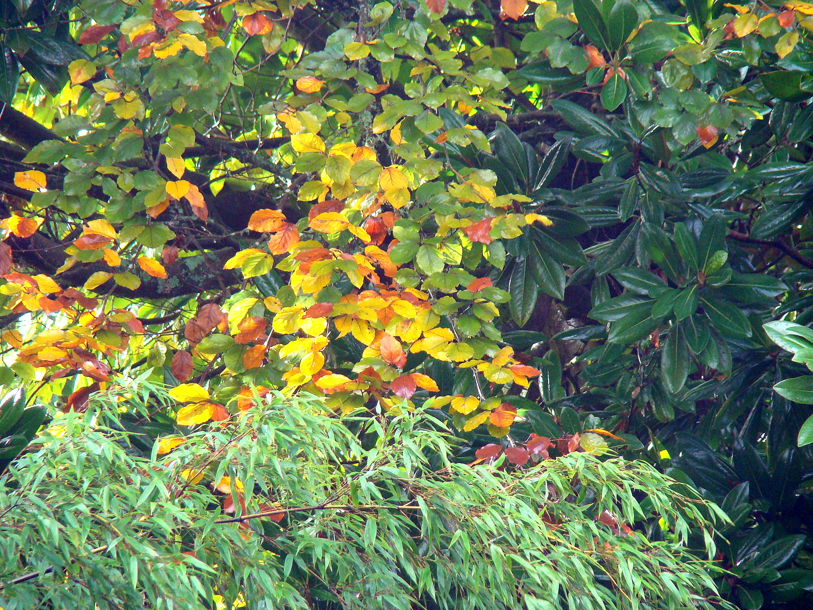 Tapestry of leaves.