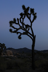 Joshua Tree Sunset