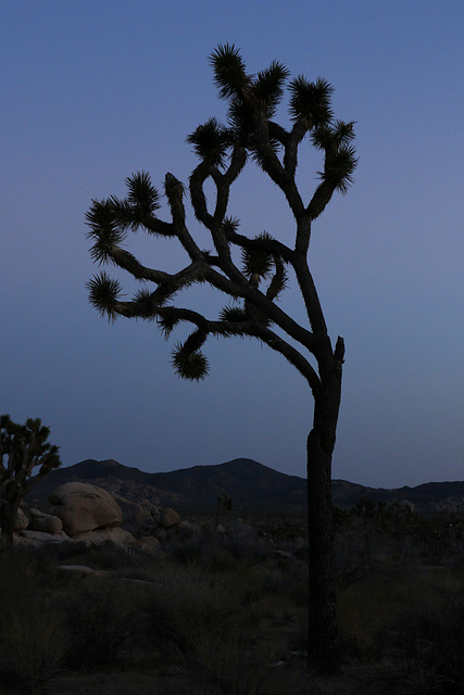 Joshua Tree Sunset