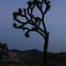 Joshua Tree Sunset