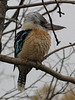 Martin chasseur géant (Dacelo navaeguinae), Parc des Oiseaux, Villars-les-Dombes (Ain)