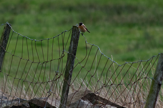 Stonechat