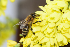 Biene an den Blüten einer Mahonia Winter Sun - 15. Jan. 2020!