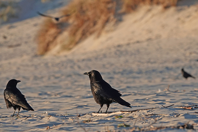 American Crows on the Beach