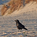 American Crows on the Beach