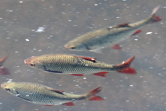 EOS 90D Peter Harriman 14 13 46 25152 fish dpp