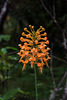 Platanthera ciliaris (Yellow Fringed orchid)