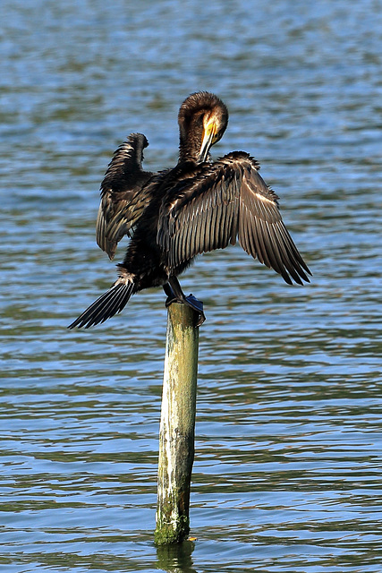 EOS 6D Peter Harriman 09 38 25 42830 cormorant dpp