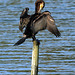 EOS 6D Peter Harriman 09 38 25 42830 cormorant dpp