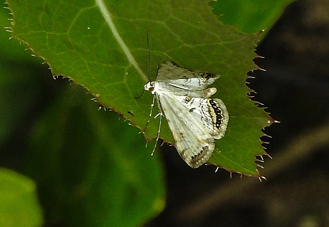 20210831 2653CPw [D~LIP] Wasserlinsenzünsler (Cataclysta lemnata), UWZ, Bad Salzuflen