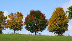 Bäume im Herbst II