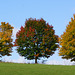 Bäume im Herbst II