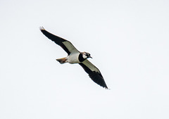 Lapwing