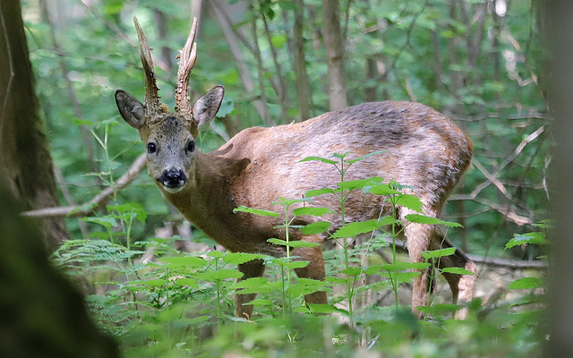 Tête à tête :-)