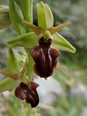 Ophrys grammica, Crete