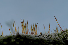 Fraicheur matinale Fraicheur matinale