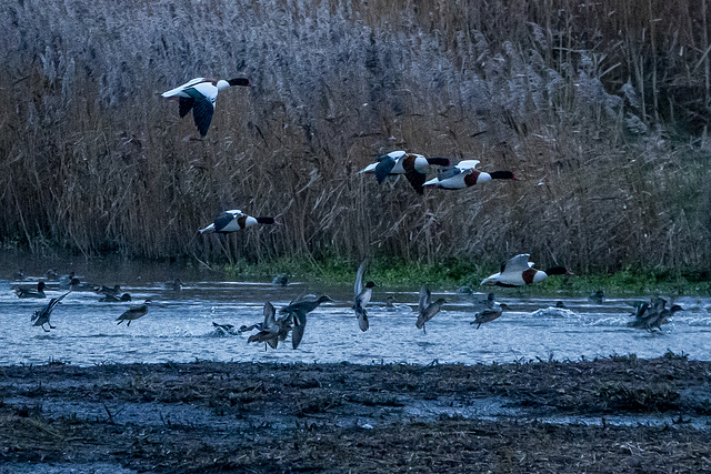 Shelducks