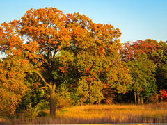 Autumn Woods