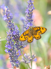 P7110041