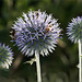 ... und wieder ruft die Distel!