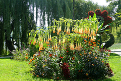 Engelstrompete im Blumenbeet