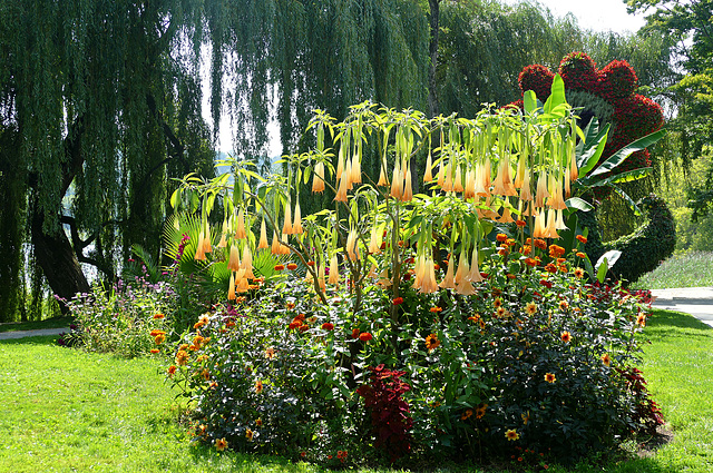 Engelstrompete im Blumenbeet