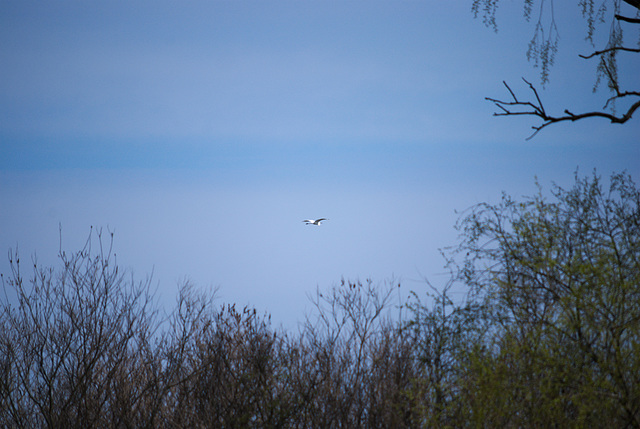 Der fliegende Silberreiher