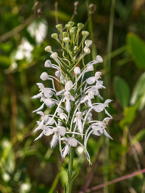 Platanthera conspicua (Southern White fringed orchid)