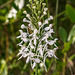 Platanthera conspicua (Southern White fringed orchid)