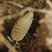 EF7A7634Antwoodlouse