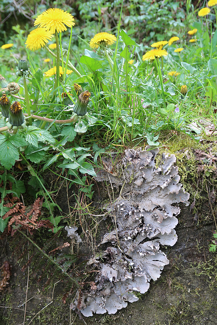 Dandelions and lichen