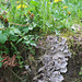 Dandelions and lichen