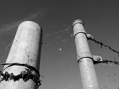 Webs