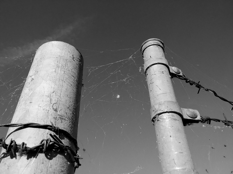 Webs