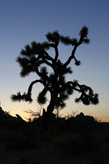 Joshua Tree Sunset