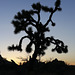 Joshua Tree Sunset