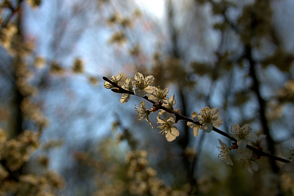 Blossom Blue