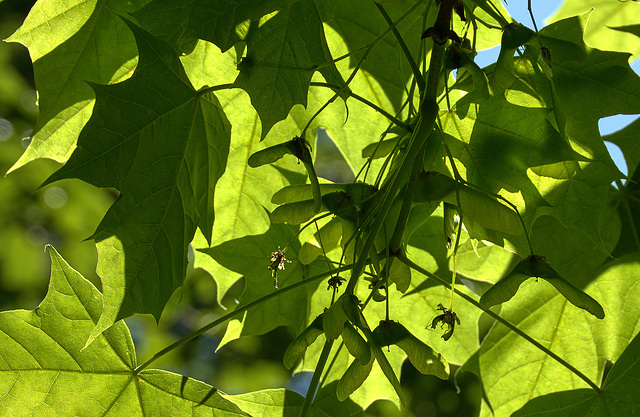 Leaves And Light. Shadows And Shapes
