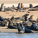Namibia, The Herd of Brown Fur Seals on the Shores of Walvis Bay