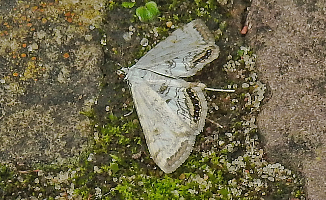 20210831 2654CPw [D~LIP]Wasserlinsenzünsler (Cataclysta lemnata), UWZ, Bad Salzuflen