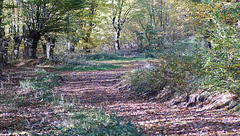 Wege im Hainbuchenwald Gieboldehausen