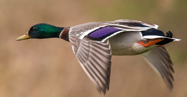 Mallard