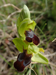 Ophrys phaidra, Crete