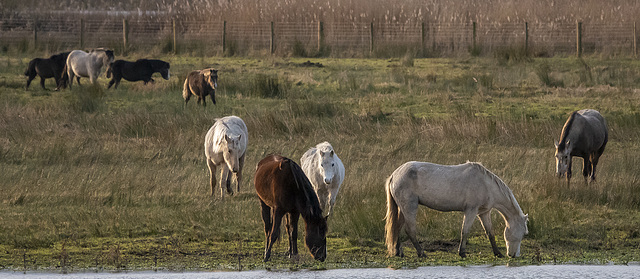 Wild horses