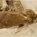 IMG 0026 Moth
