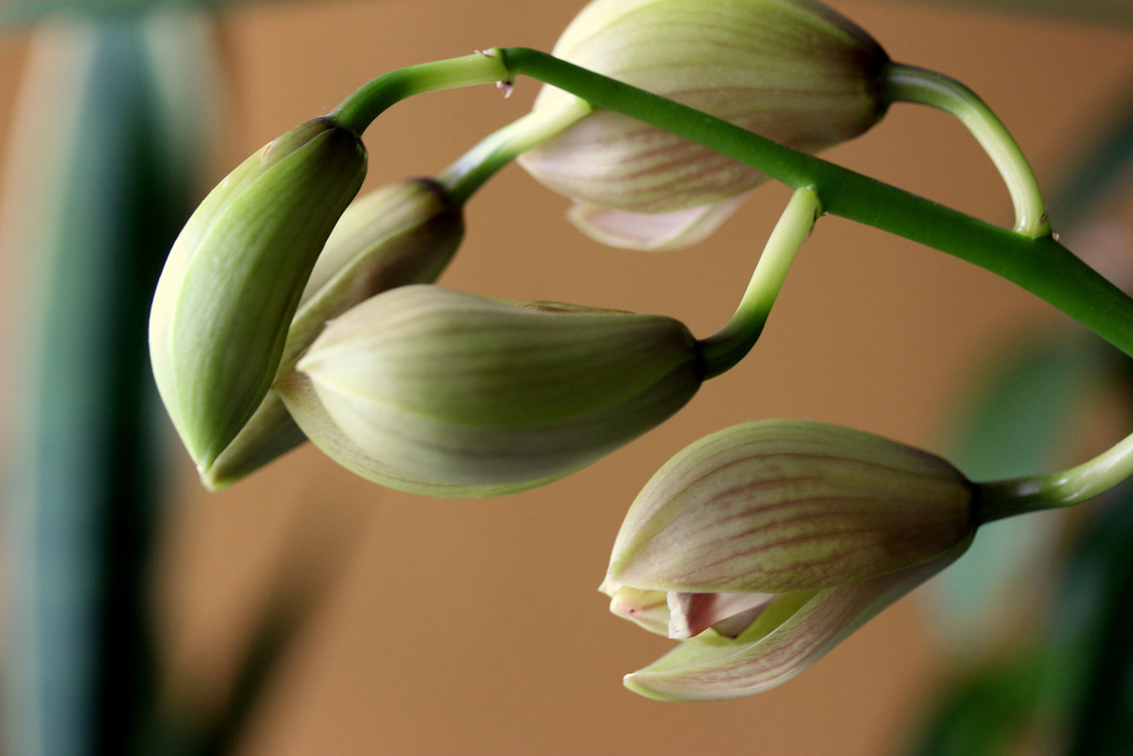 mon orchidée début de la floraison