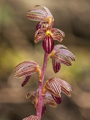 Corallorhiza striata var. striata (Striped Coralroot orchid)