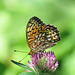 Fritillary butterfly sp. on Red Clover