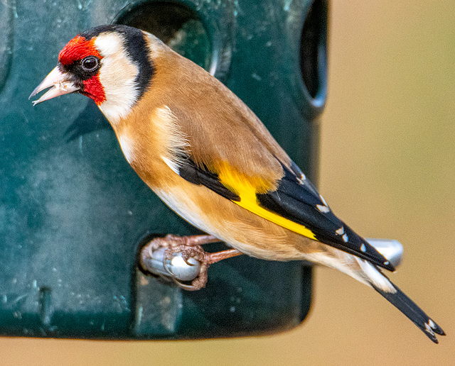 Goldfinch