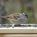 Day 10, White-crowned Sparrow